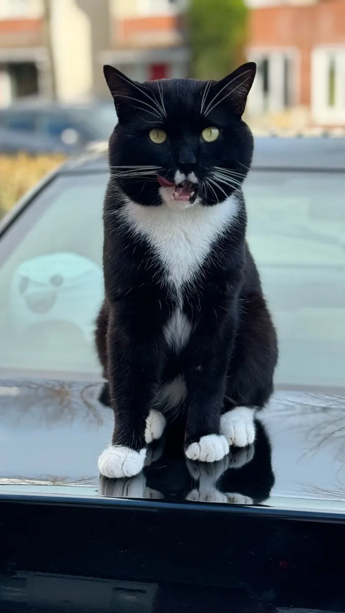 4 yo male cat - Image 2