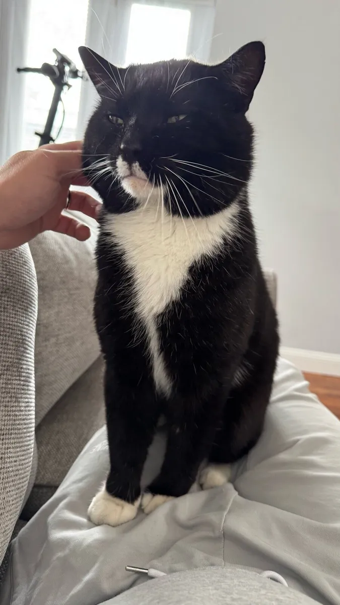 4 yo male cat - Image 3