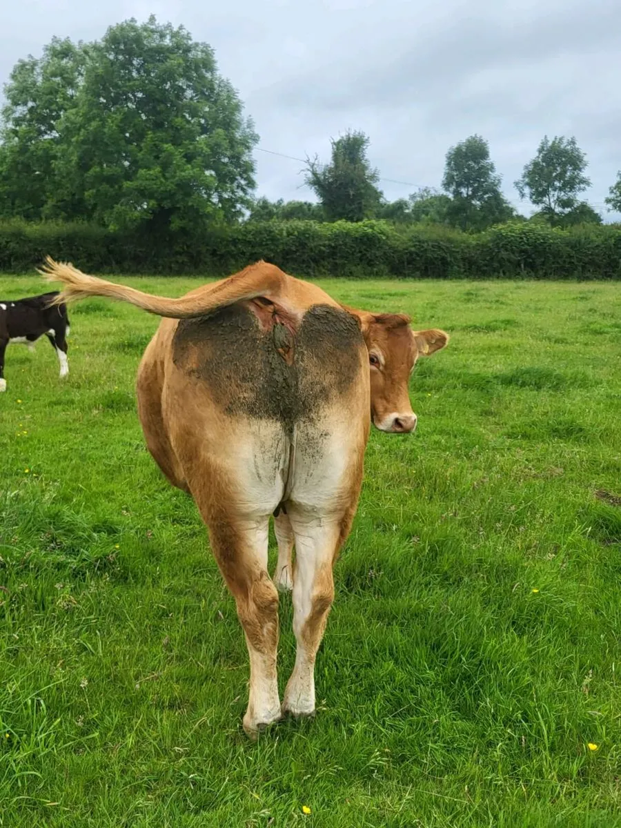 2 Limousin Incalf Heifers - Image 1