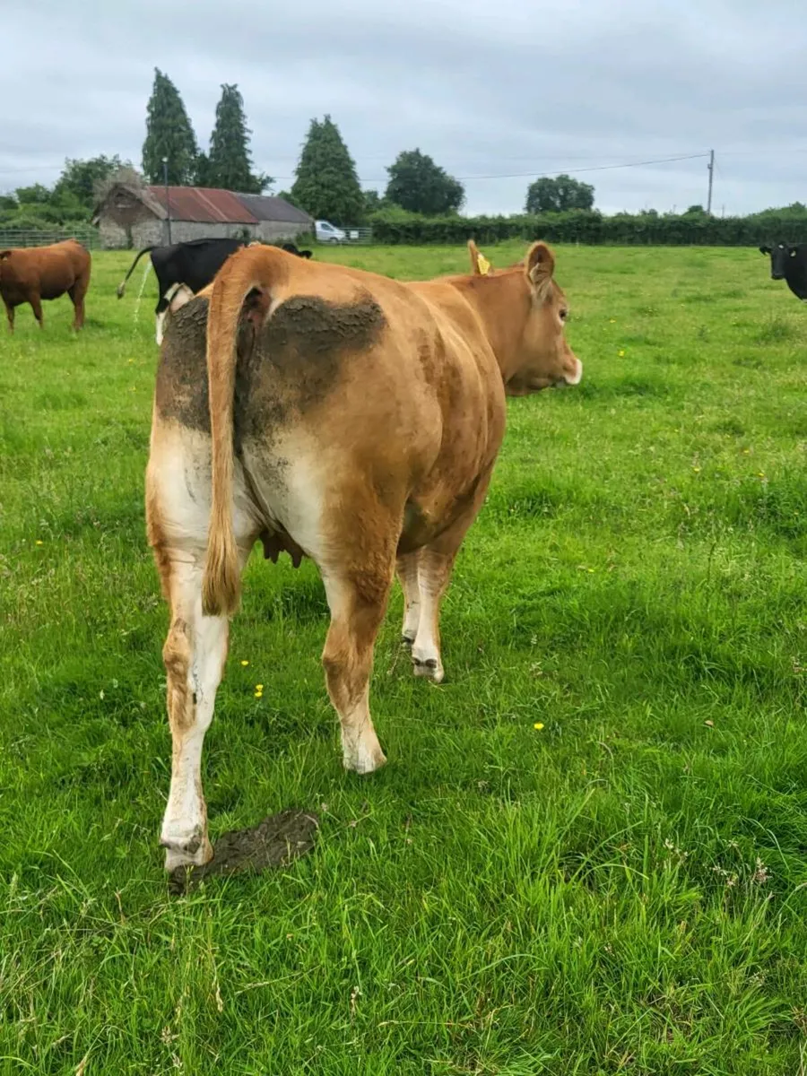 2 Limousin Incalf Heifers - Image 2