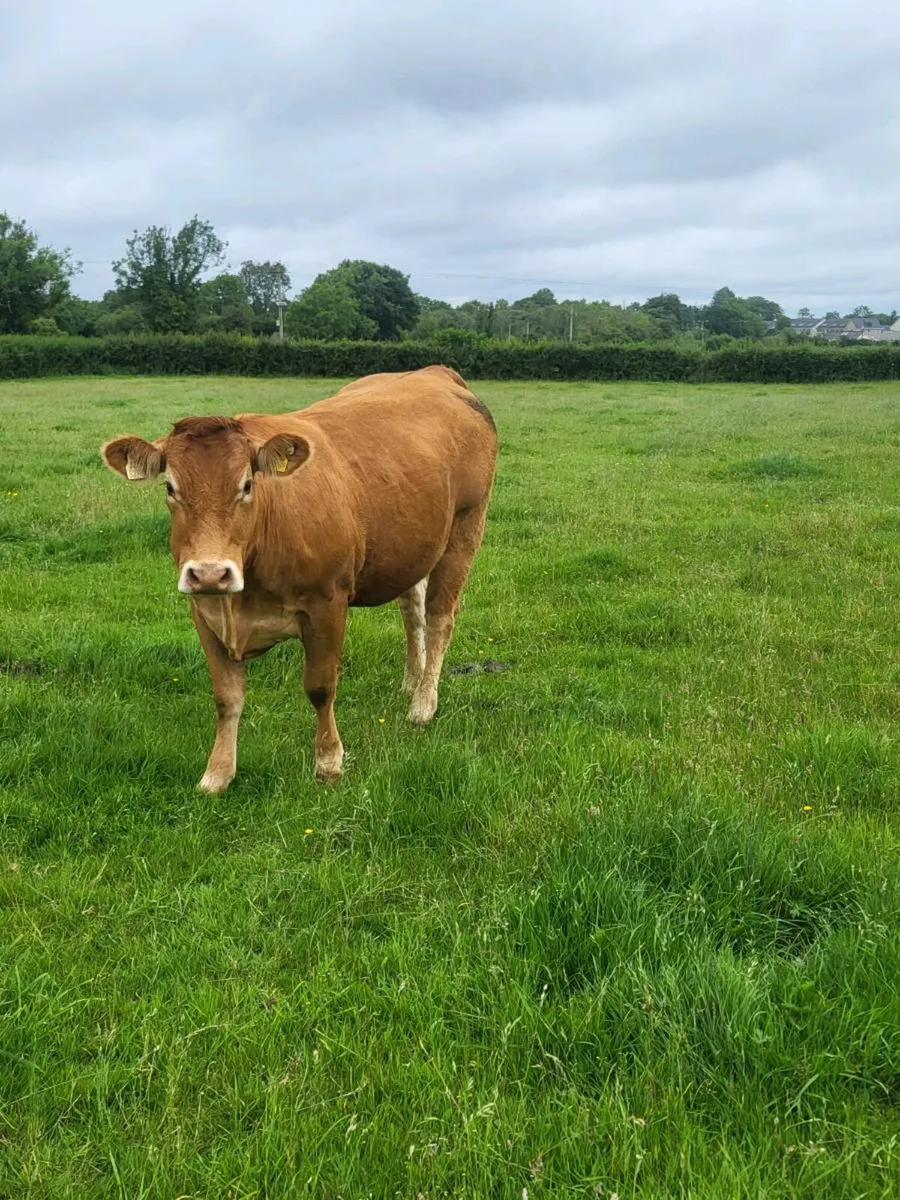 2 Limousin Incalf Heifers - Image 4