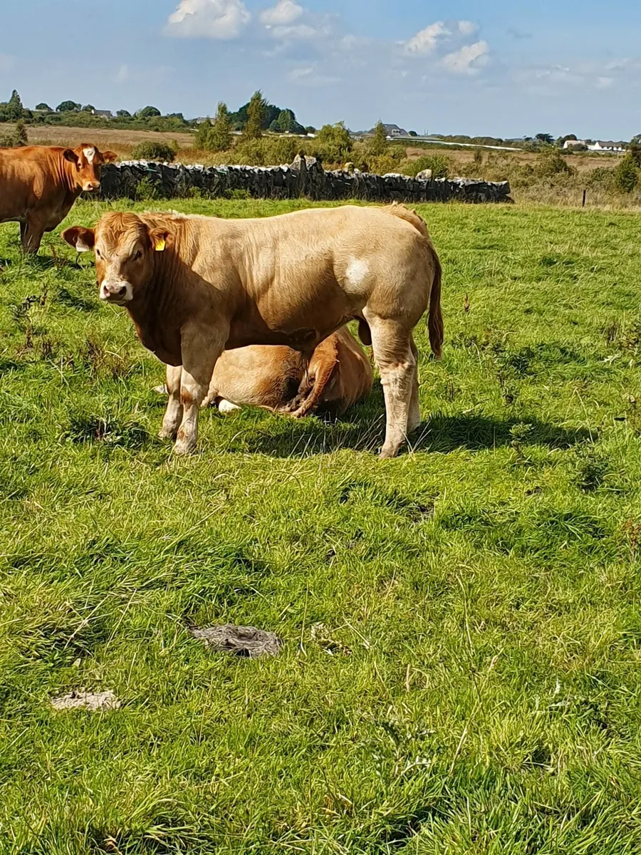 HEADFORD MART SPECIAL WEANLING SALE 21ST JUNE - Image 2