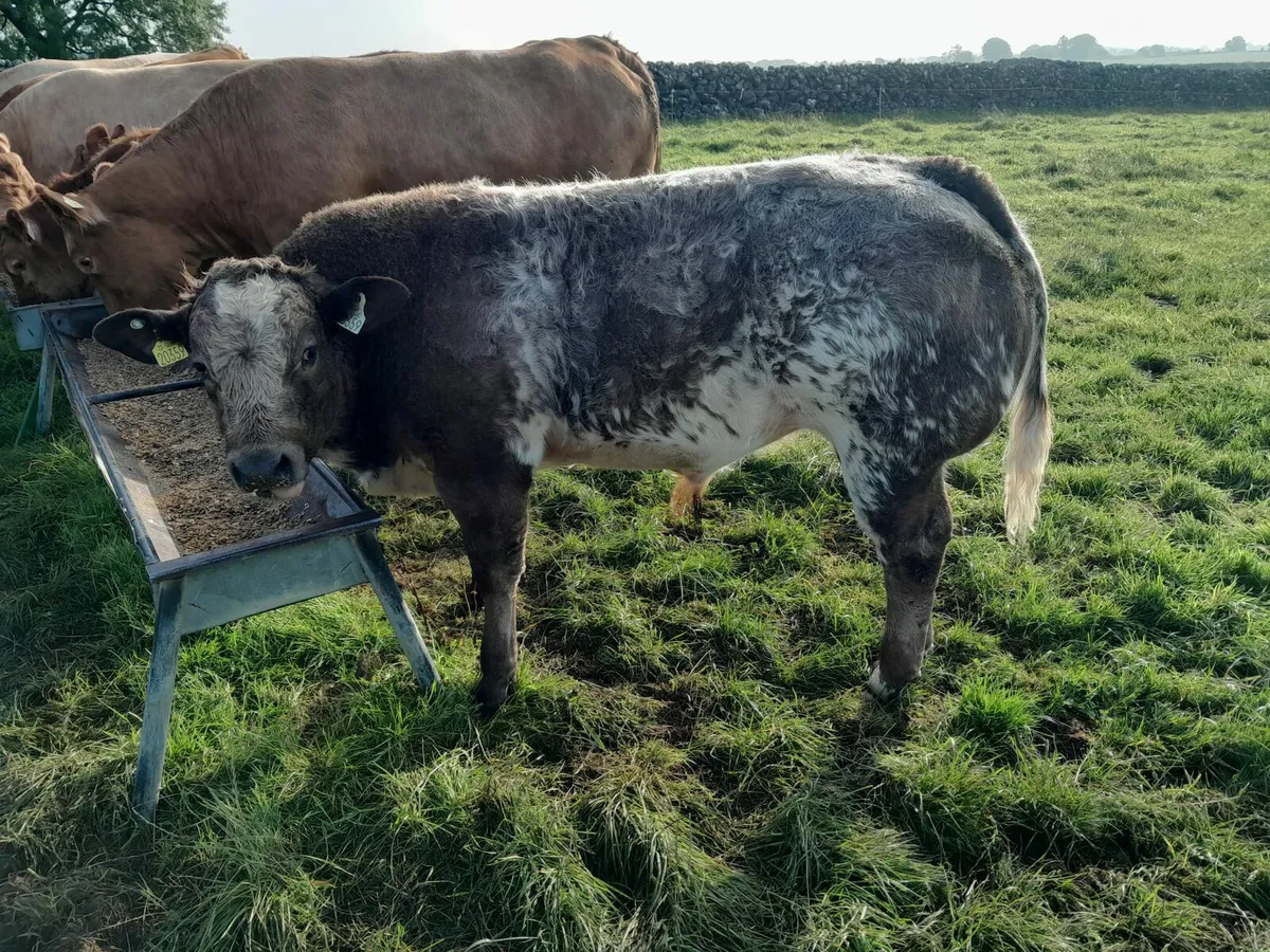 HEADFORD MART SPECIAL WEANLING SALE 21ST JUNE - Image 3