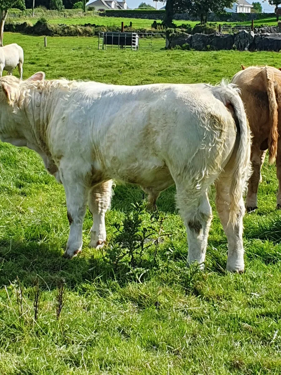 HEADFORD MART SPECIAL WEANLING SALE 21ST JUNE - Image 4