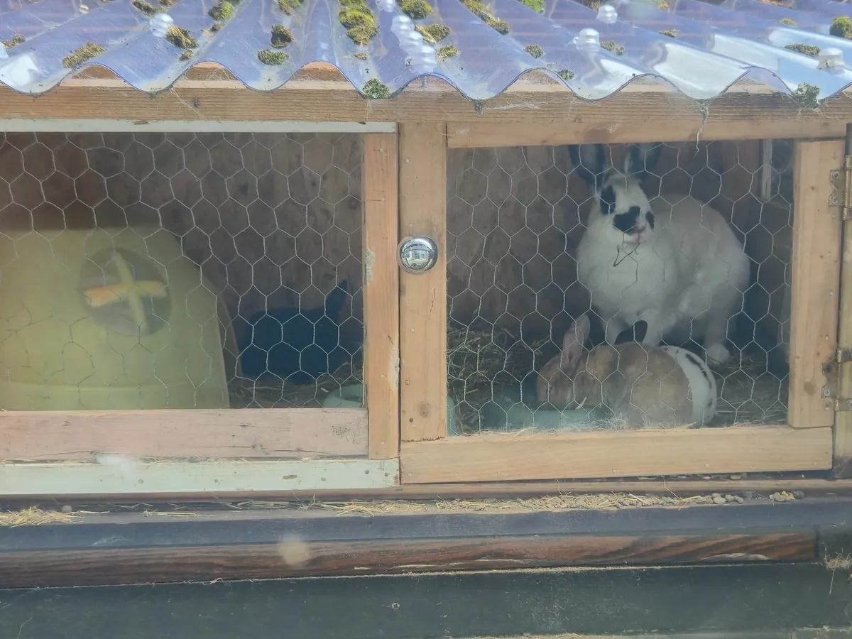 Rabbits - Image 1
