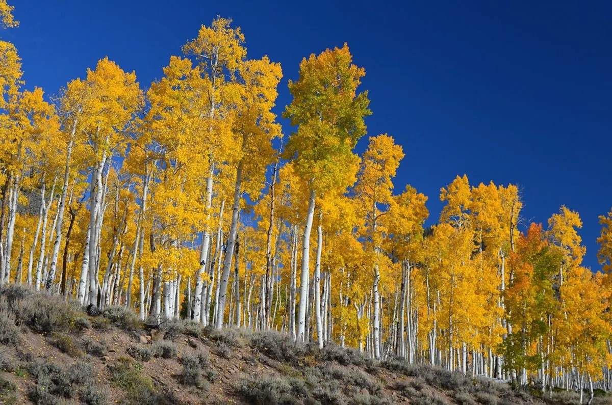 Native Aspen trees for sale - Image 4