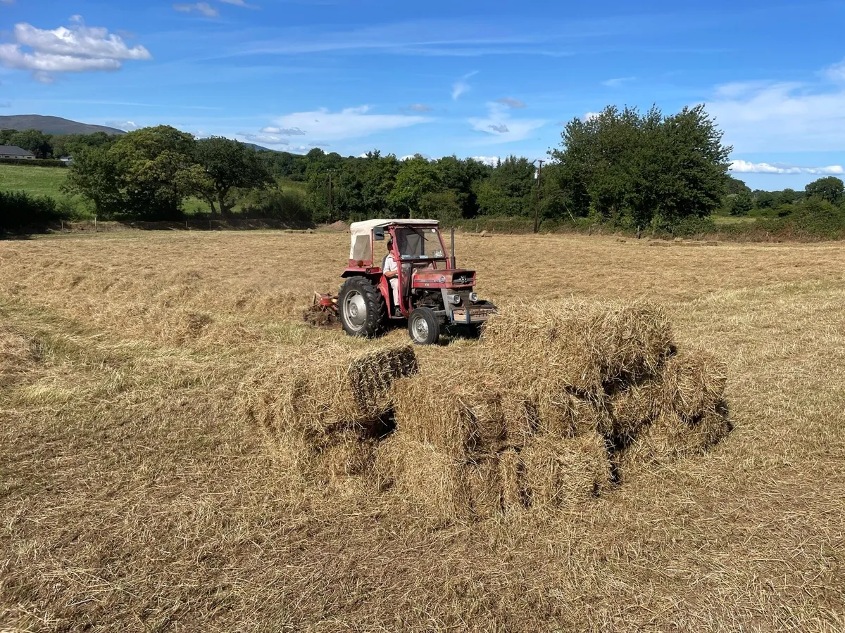 Hay - Top Quality - Image 2
