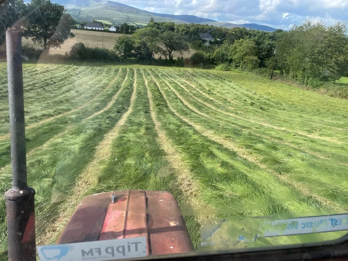Hay - Top Quality - Image 3
