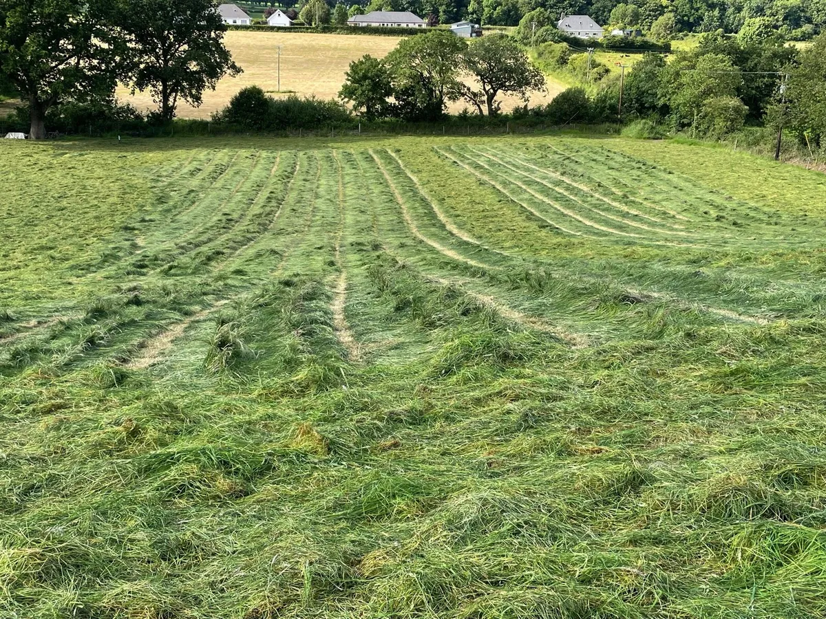 Hay - Top Quality - Image 4