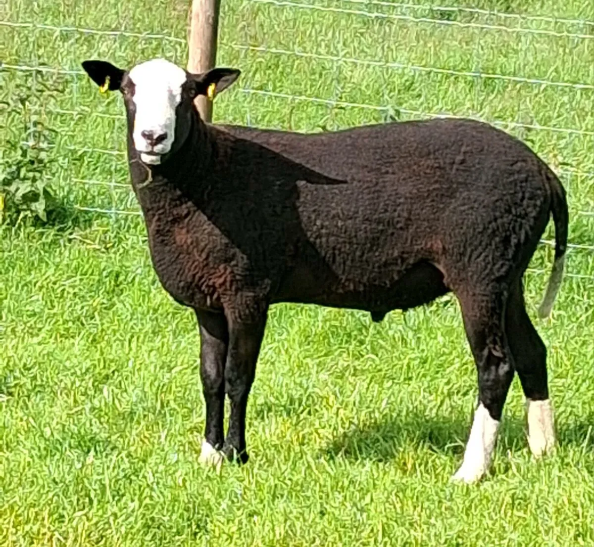 Zwartble ram - Image 1