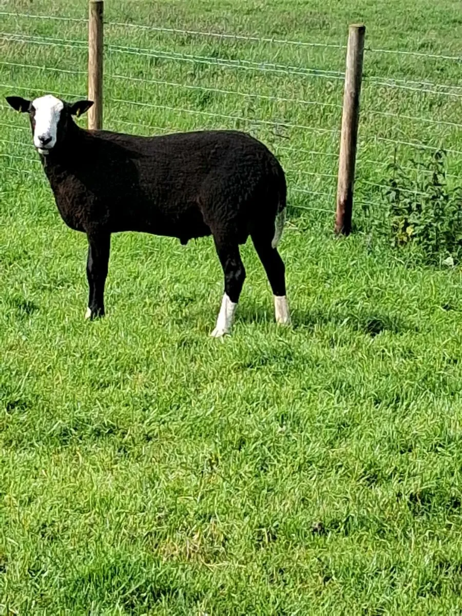 Zwartble ram - Image 3