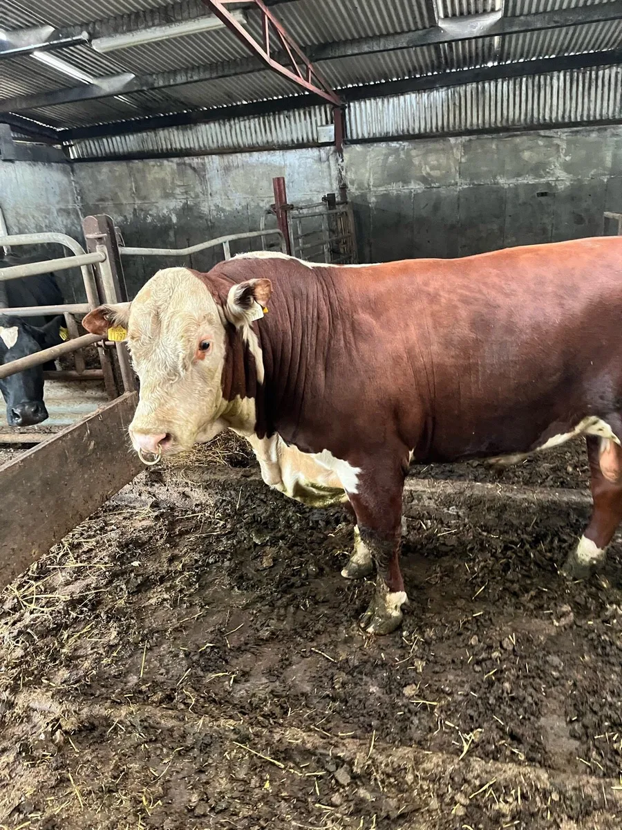 Polled Hereford Bull 2 year old