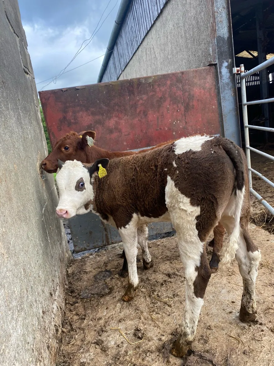 2 suckler bred heifer runners - Image 1
