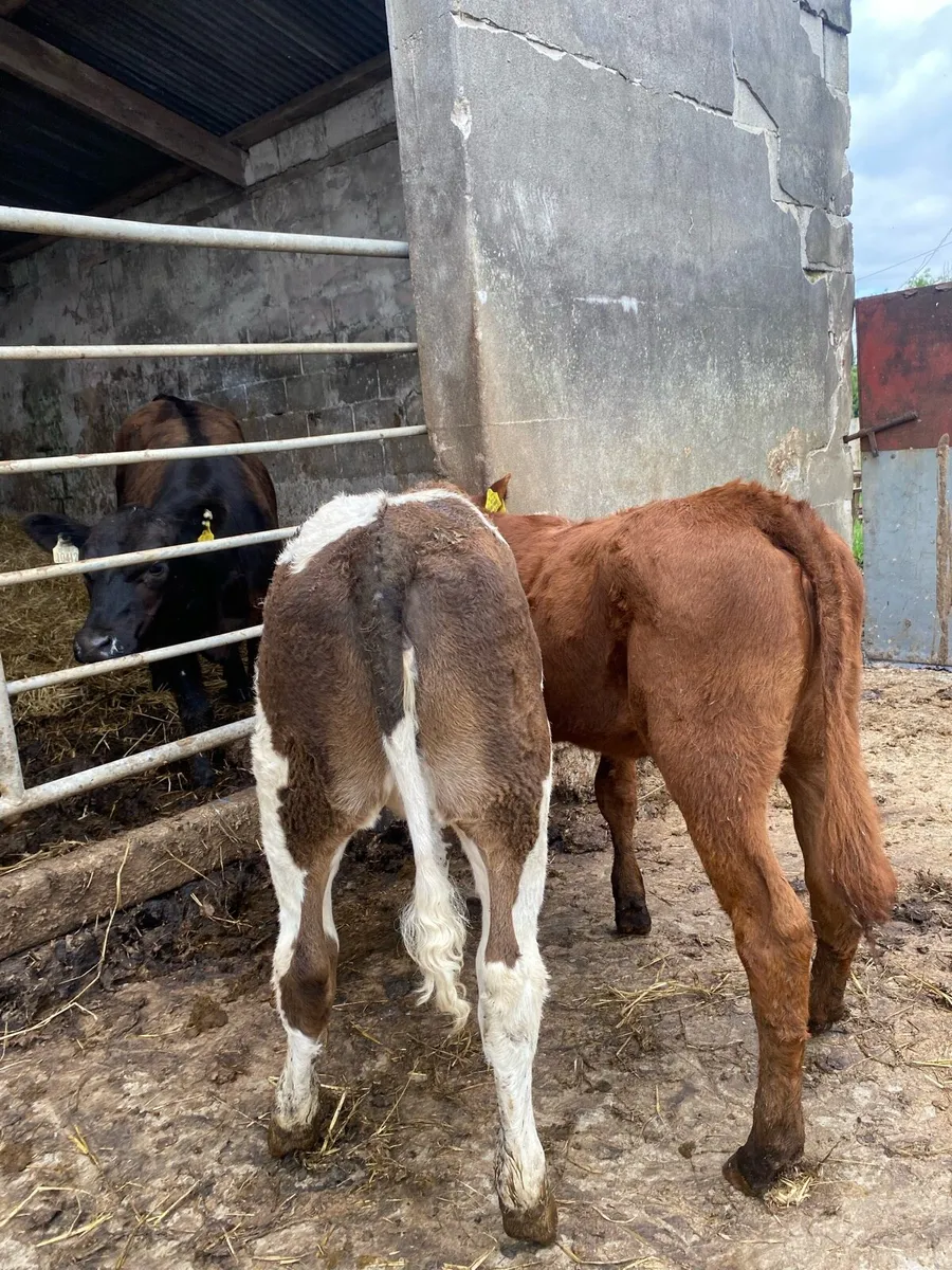 2 suckler bred heifer runners - Image 2