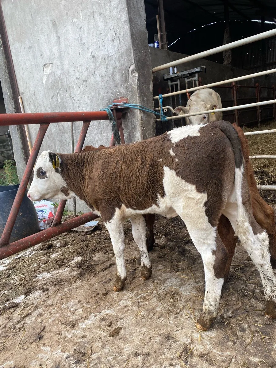 2 suckler bred heifer runners - Image 4