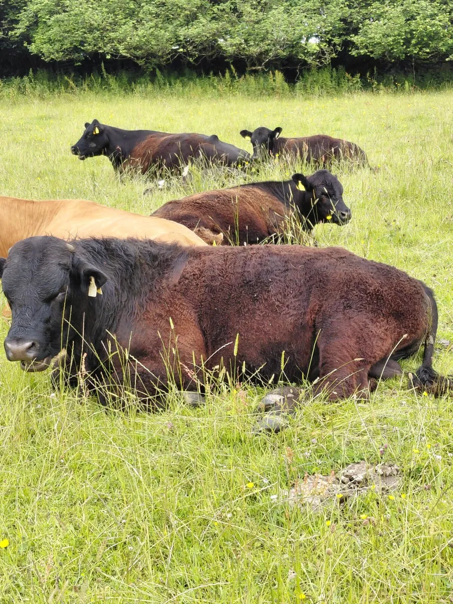 Angus X Bulls for Sale - Image 1
