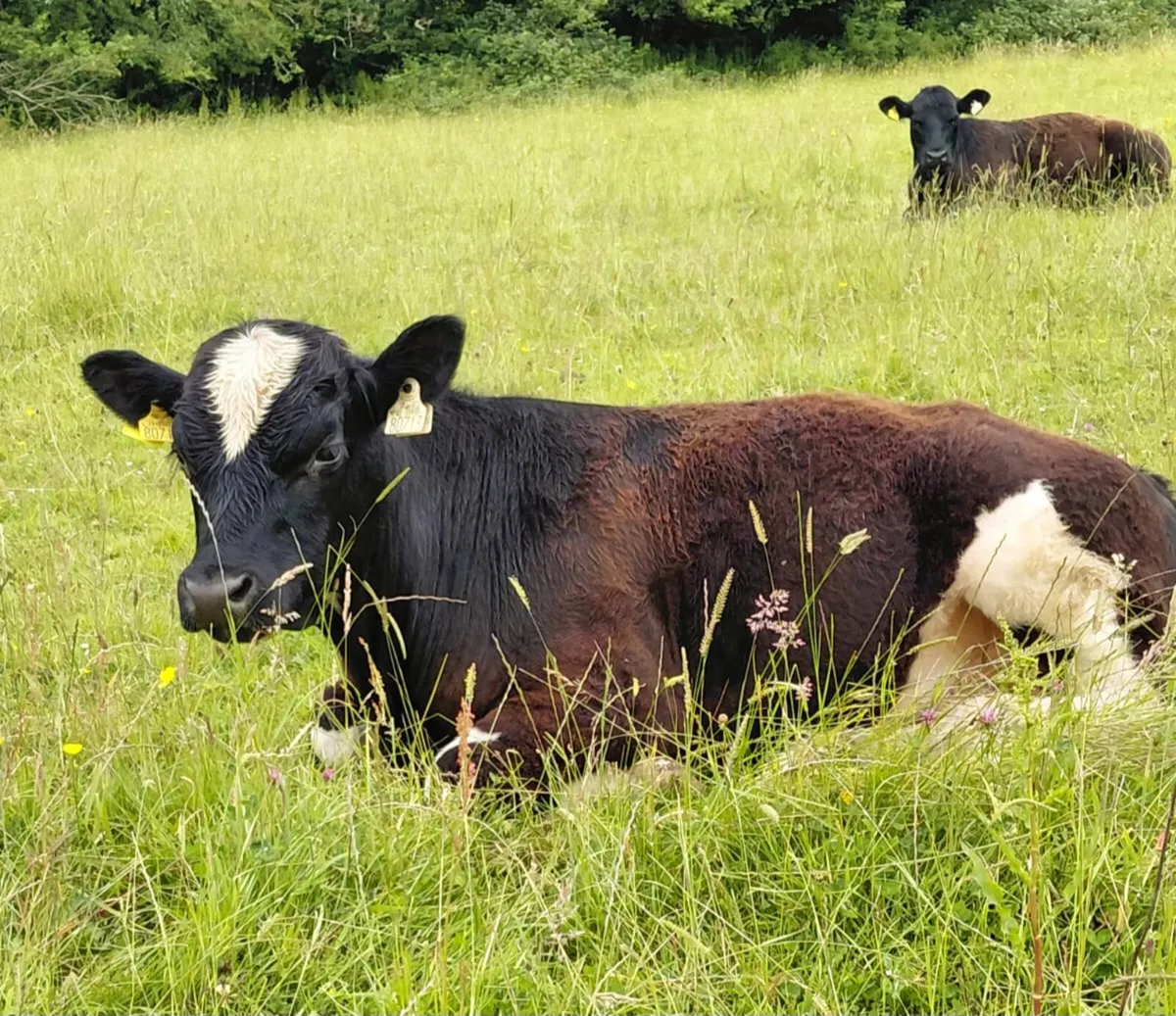 Angus X Bulls for Sale - Image 2