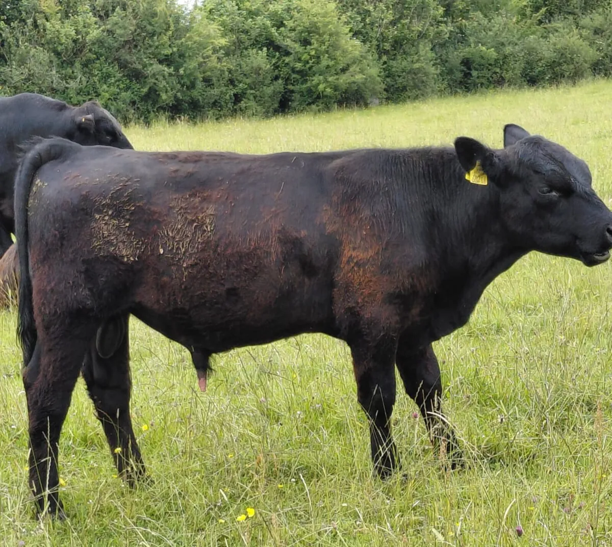 Angus X Bulls for Sale - Image 3