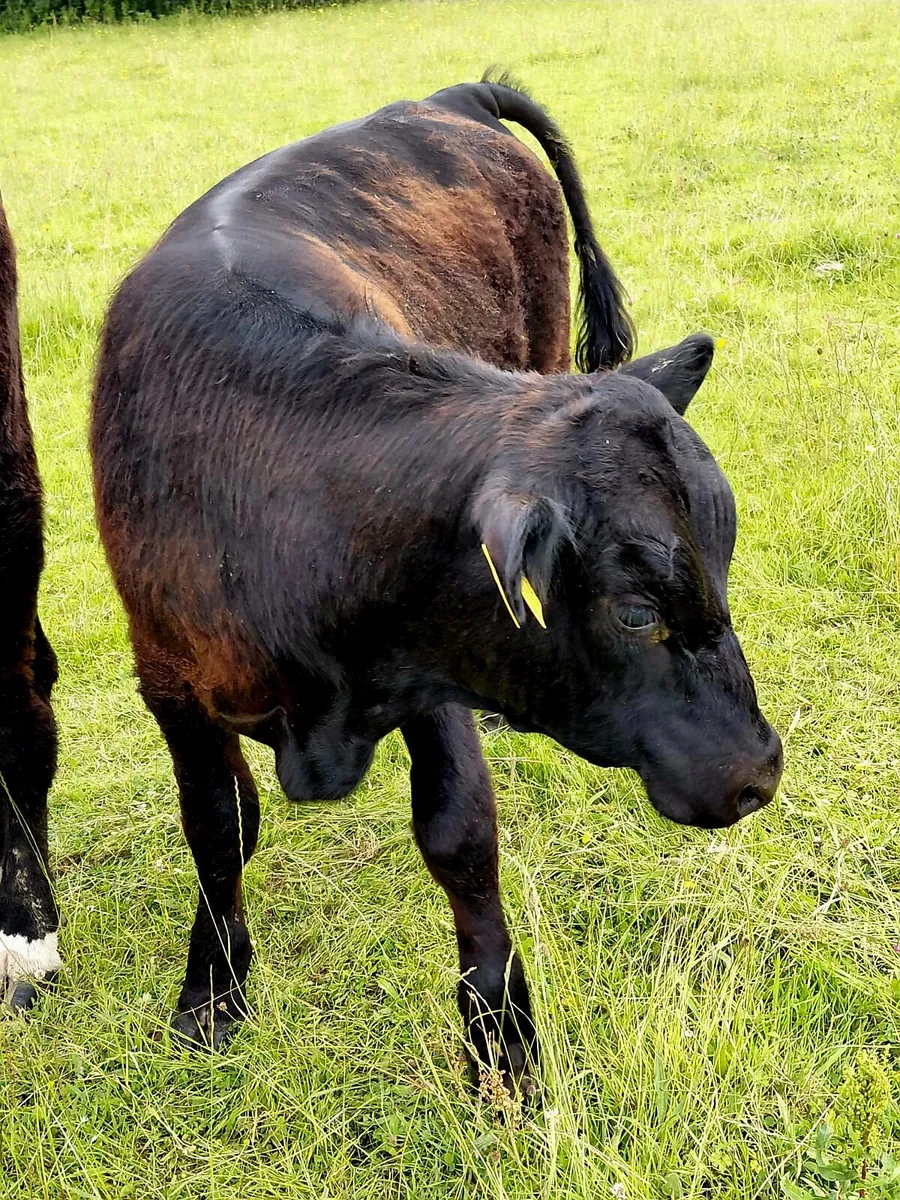 Angus X Bulls for Sale - Image 4