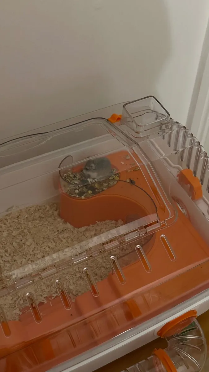 Hamster with cage and food - Image 2