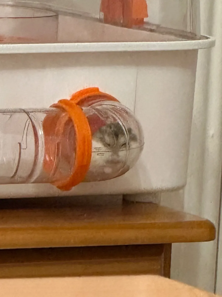 Hamster with cage and food - Image 3