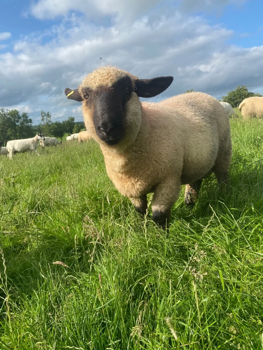 Hampshire down ram - Image 1