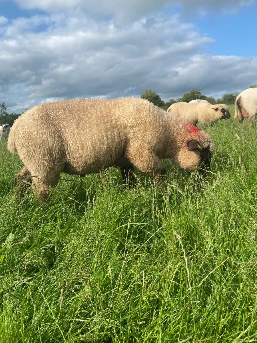 Hampshire down ram - Image 2