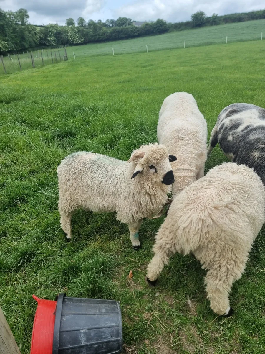 Valais x ewe and ram lambs