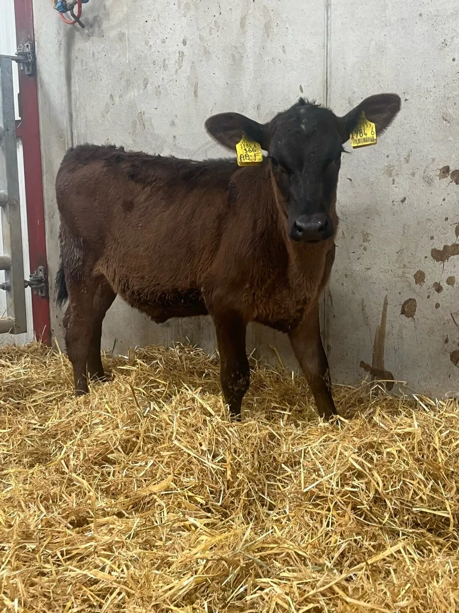 4 Reared Angus Heifers - Image 3