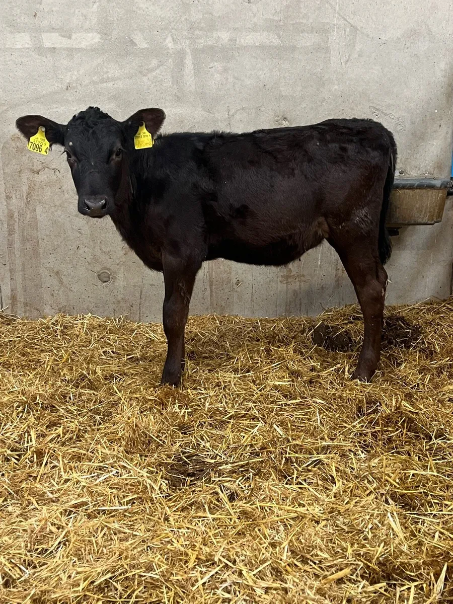 4 Reared Angus Heifers - Image 4