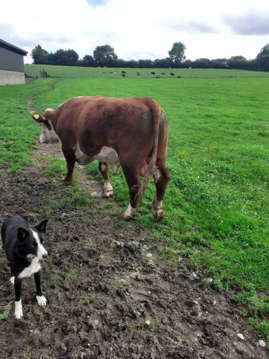 Hereford Bull 2.5 years - Image 1