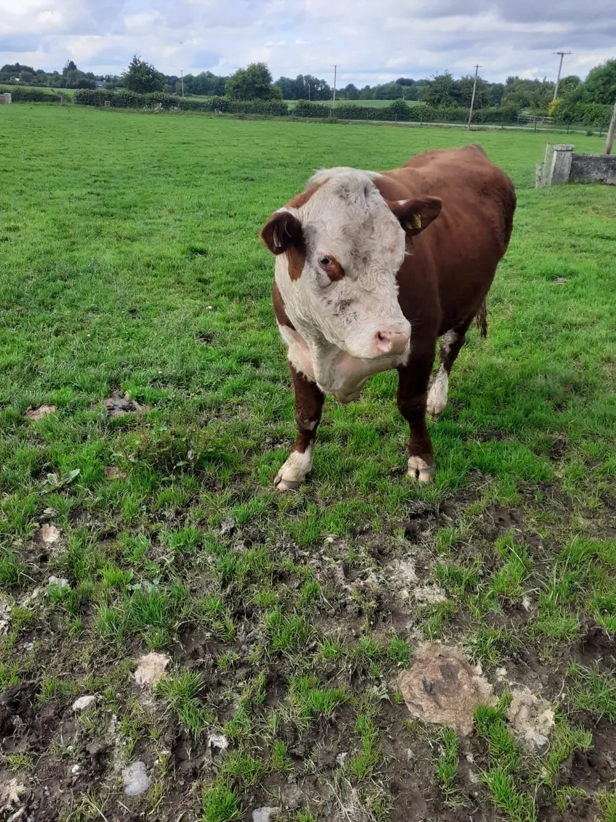 Hereford Bull 2.5 years - Image 2