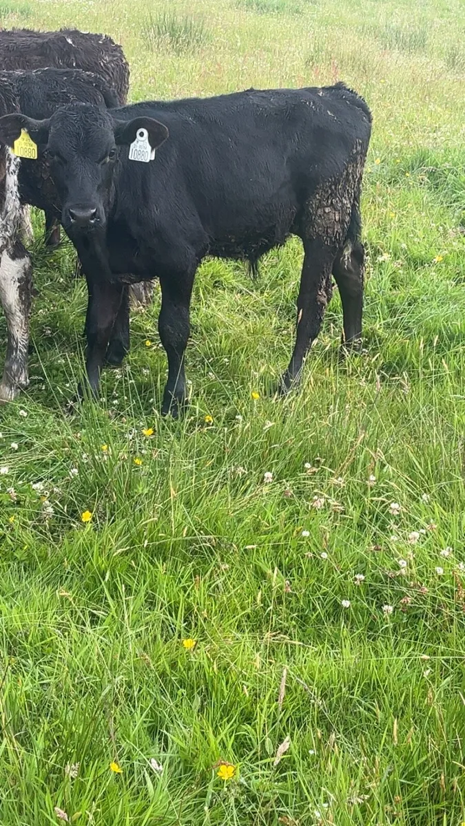 Quality Grass Calves - Image 2