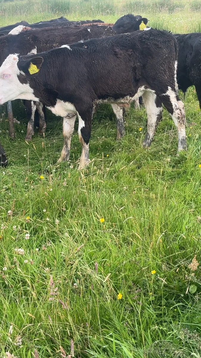 Quality Grass Calves - Image 3
