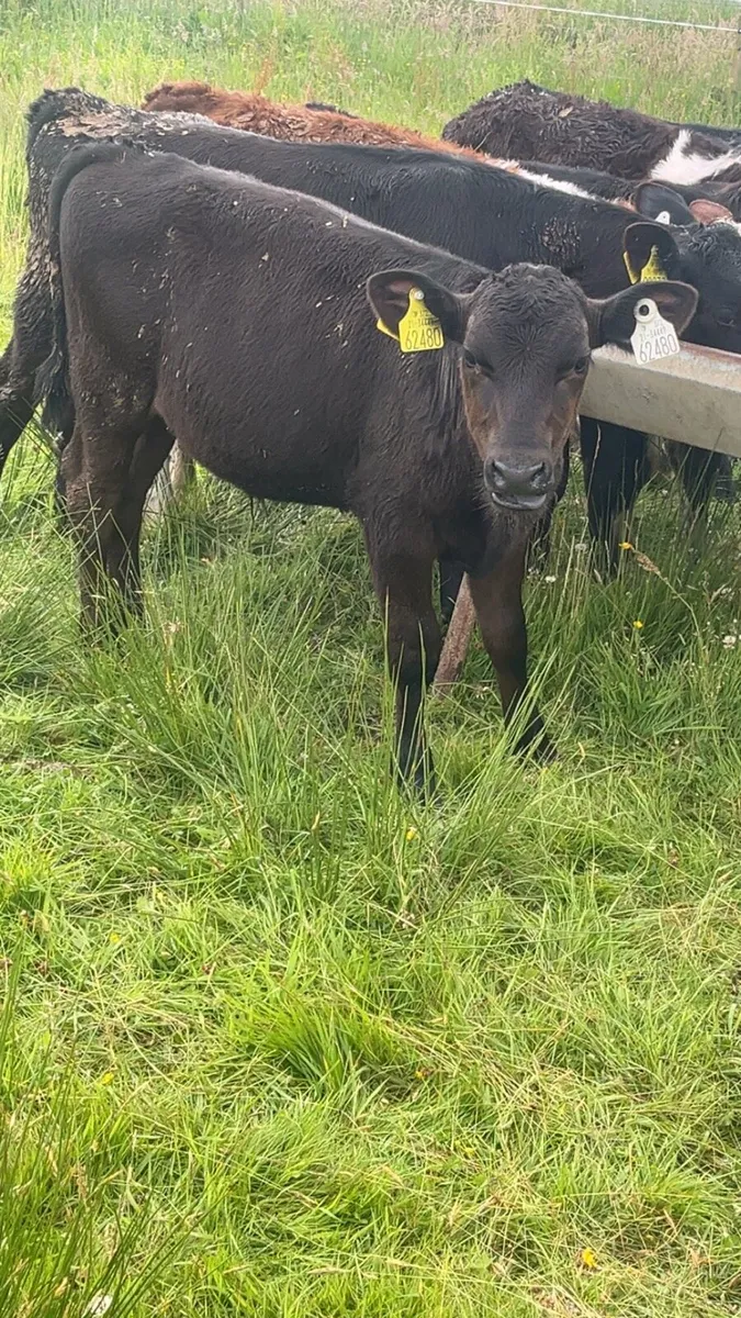 Quality Grass Calves - Image 1