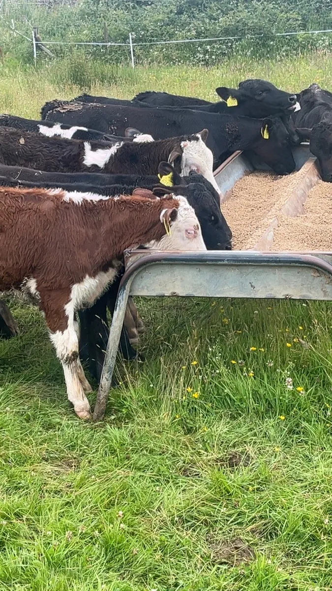 Quality Grass Calves - Image 4