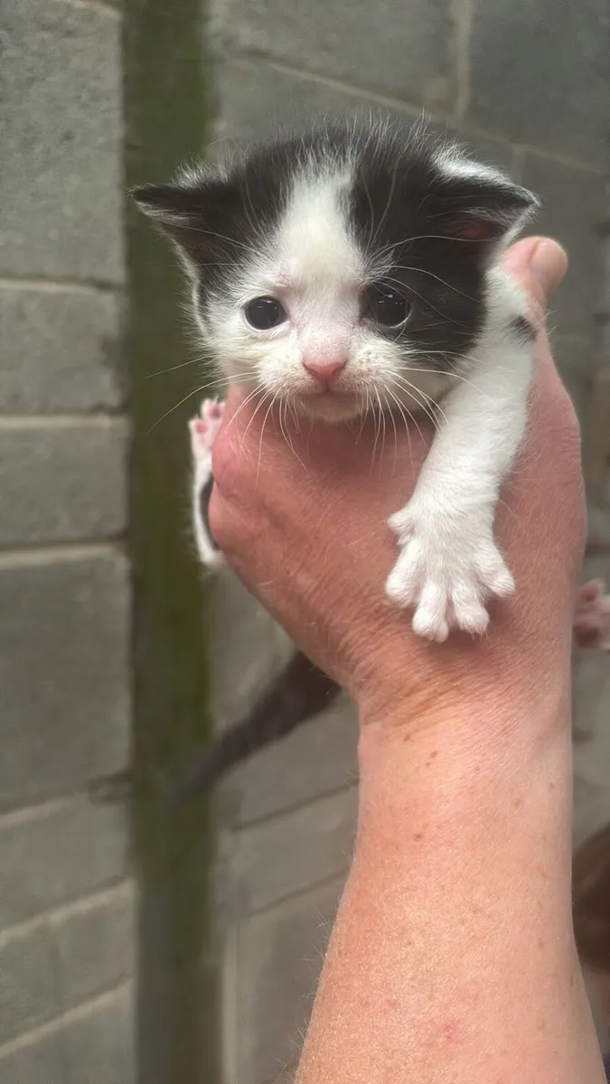 Kittens. One black/wht female remaining - Image 2