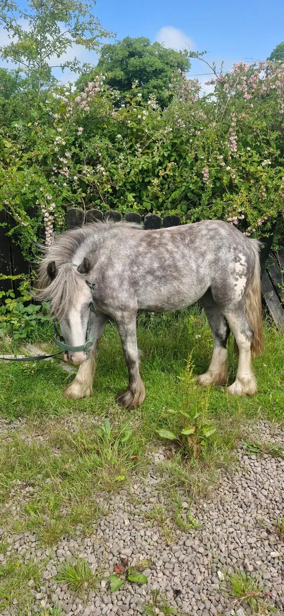 2 year old trad mini cob filly show quality - Image 3