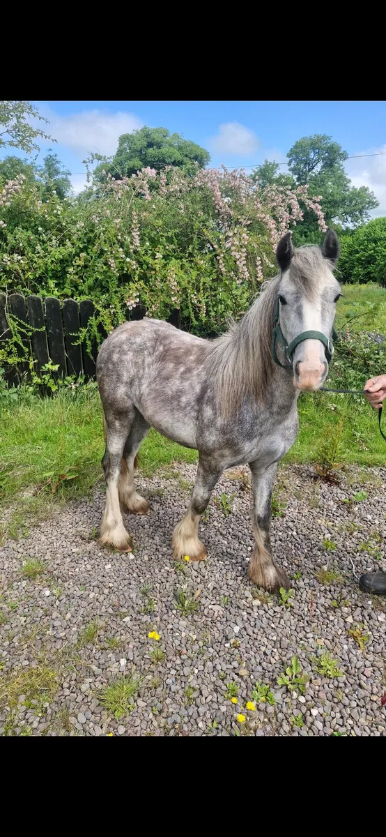 2 year old trad mini cob filly show quality - Image 4