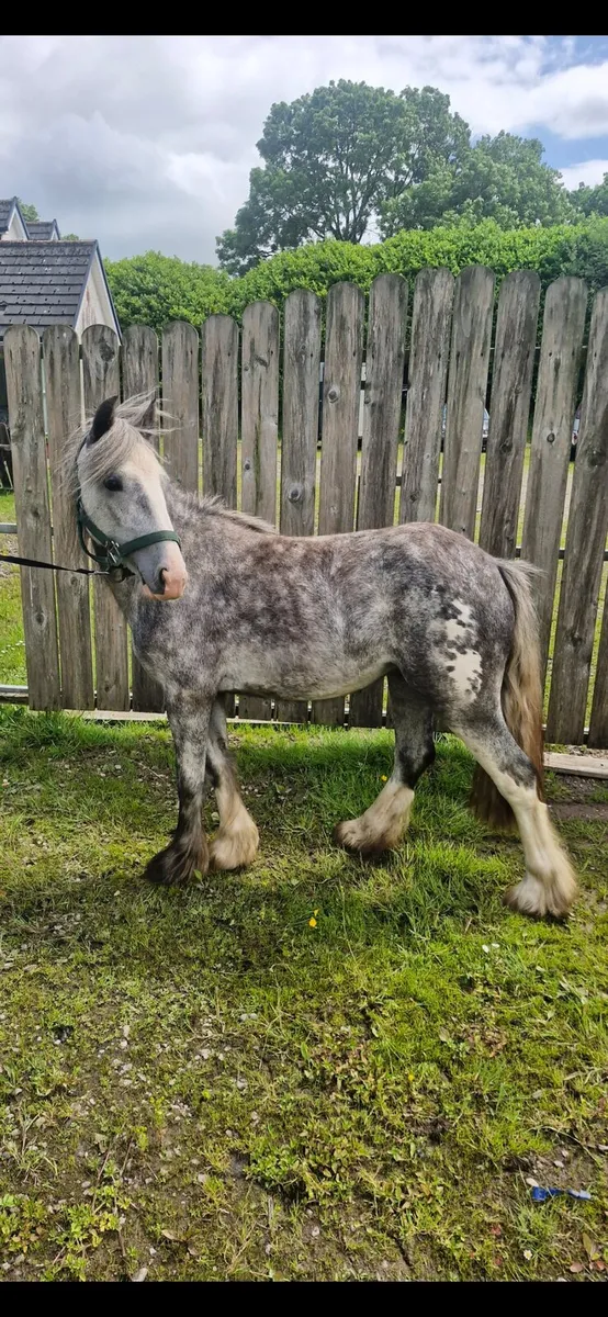 2 year old trad mini cob filly show quality - Image 1