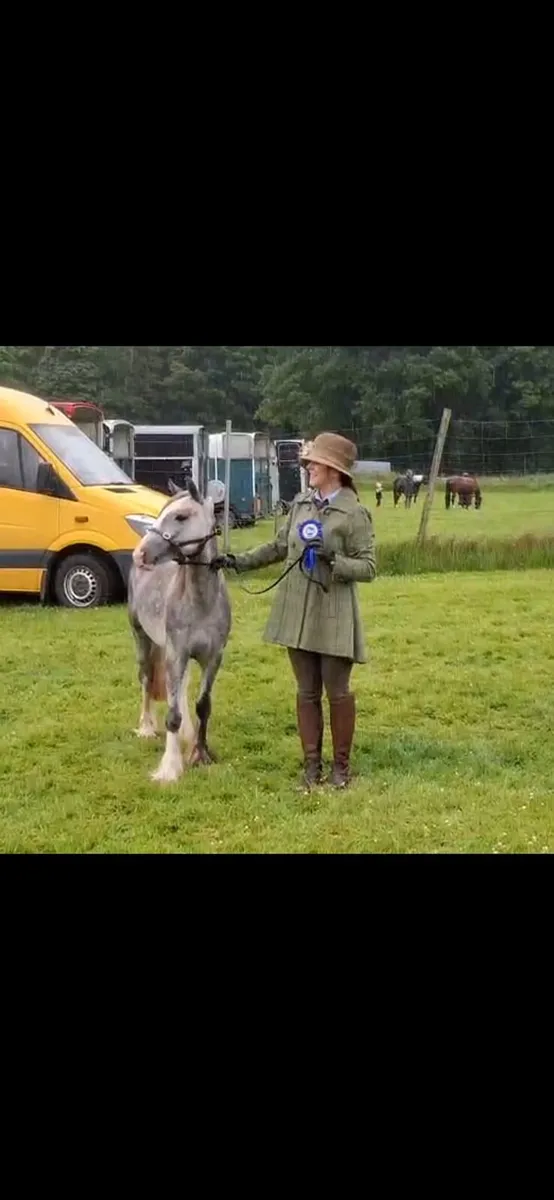 2 year old trad mini cob filly show quality - Image 2
