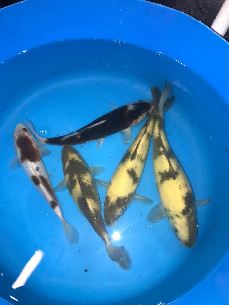 Japanese koi - Image 1