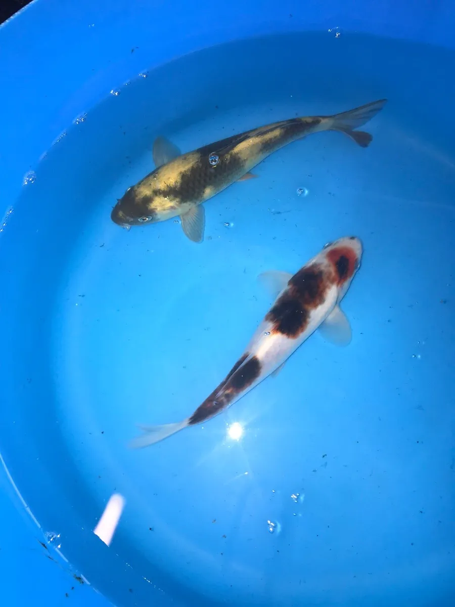 Japanese koi - Image 2