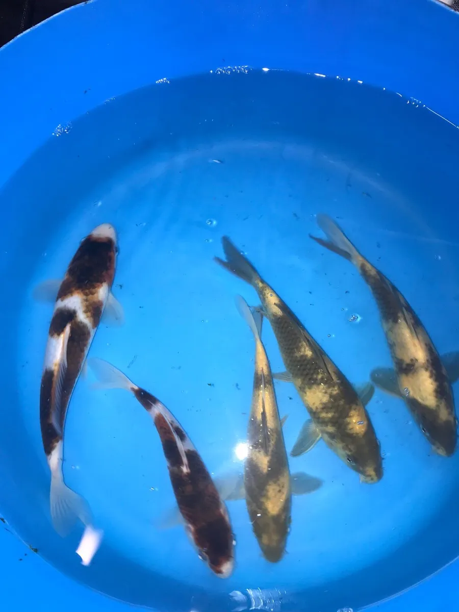 Japanese koi - Image 3