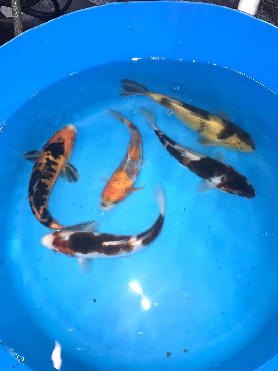 Japanese koi - Image 4