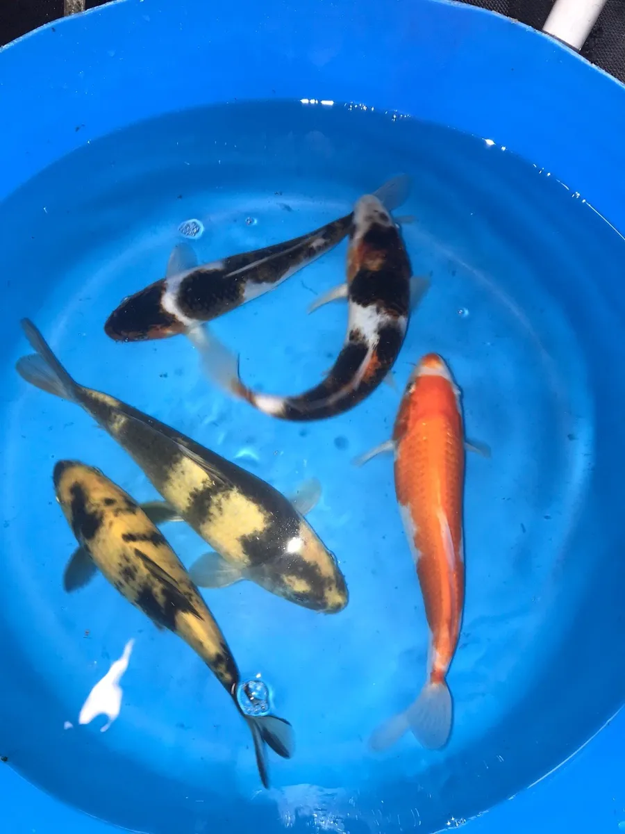 Japanese koi - Image 4