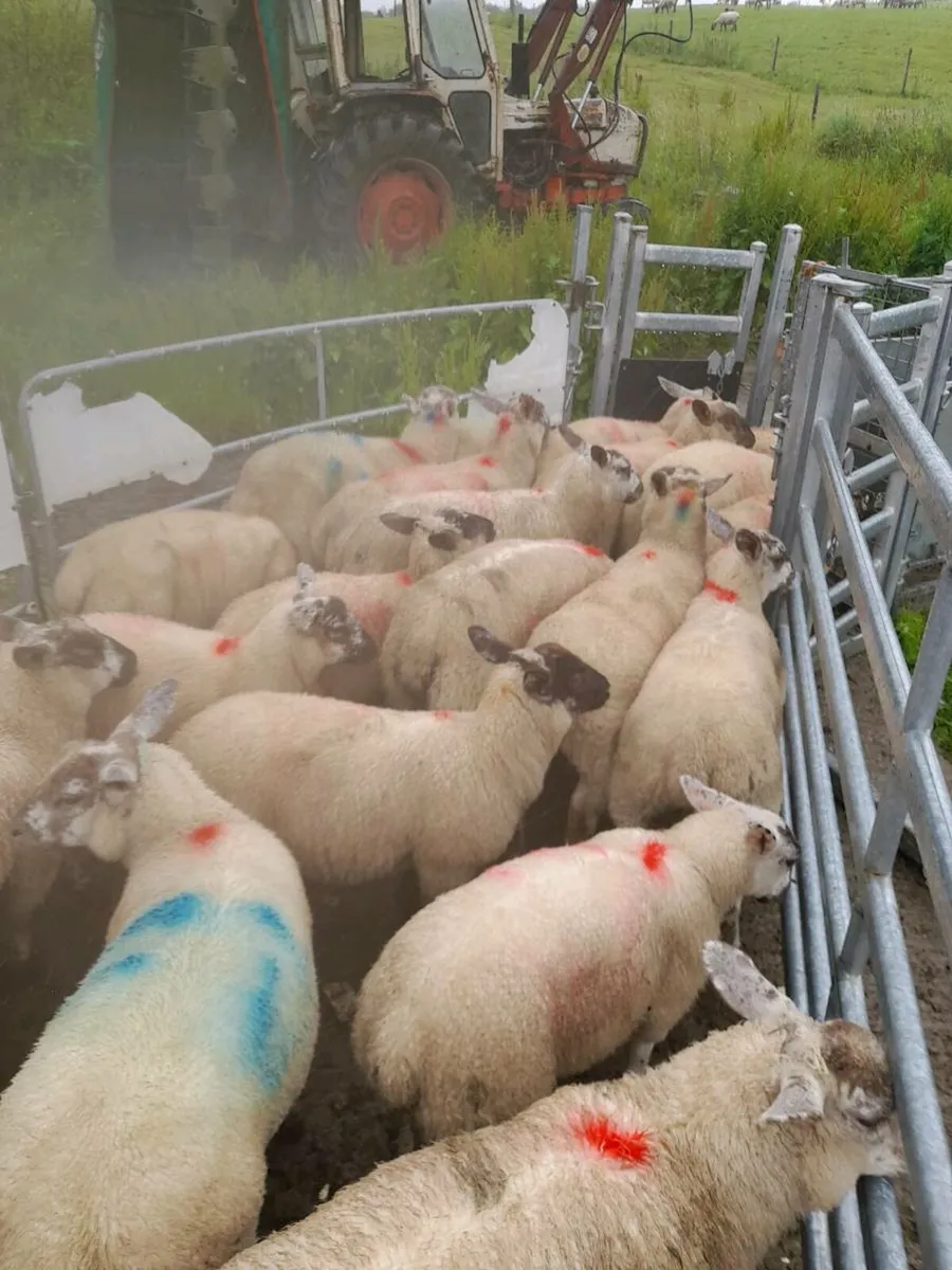 Organic ewe lambs - Image 1
