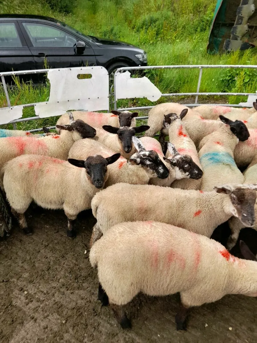 Organic ewe lambs - Image 2