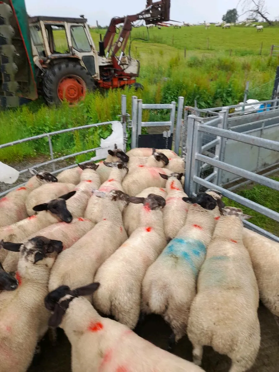 Organic ewe lambs - Image 4