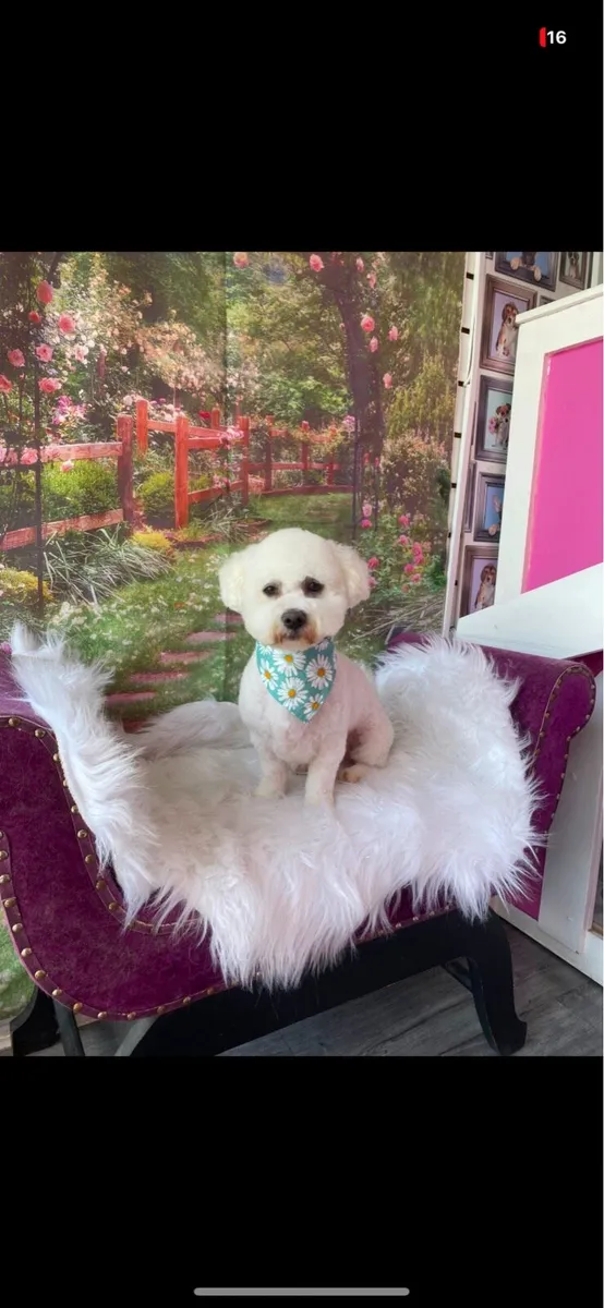 Mobile dog grooming - Image 1